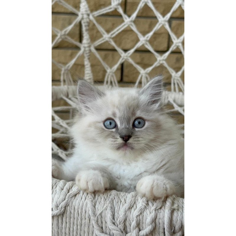 Siberian A Even