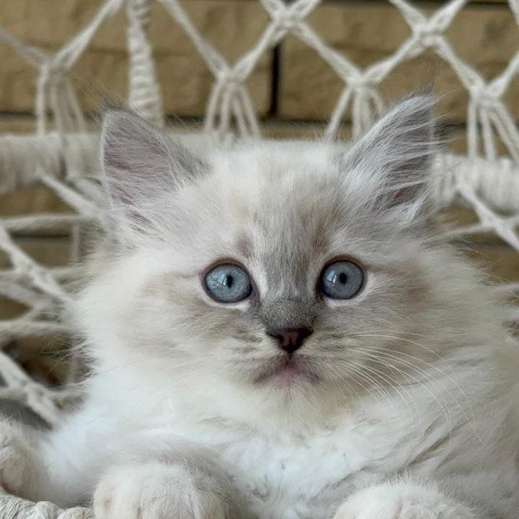 Siberian A Even