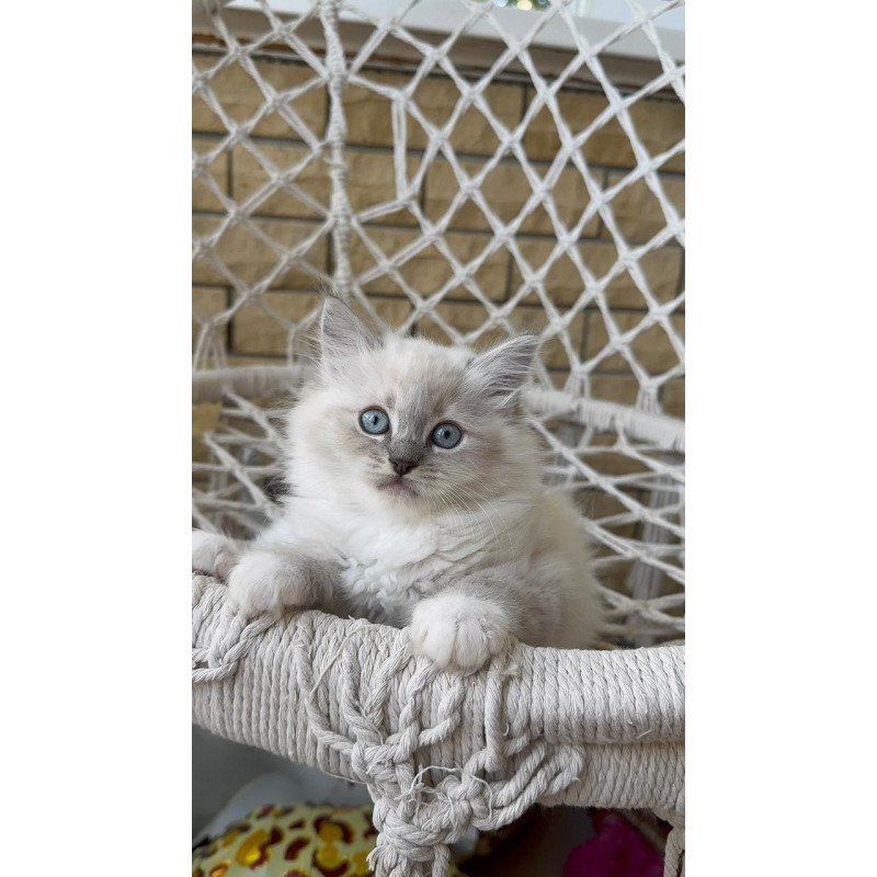 Siberian A Even