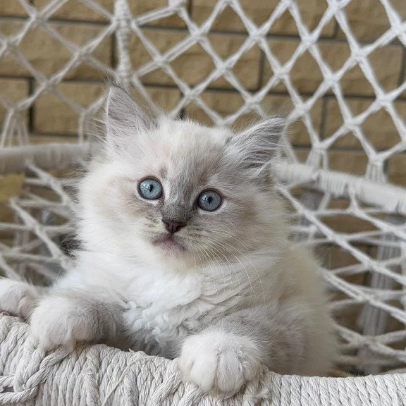 Siberian A Even