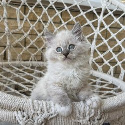Siberian A Excellent