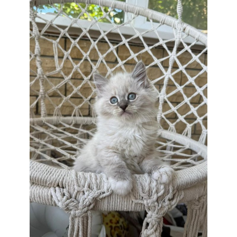 Siberian A Excellent