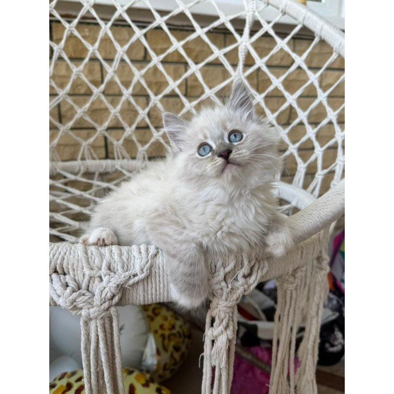 Siberian A Excellent