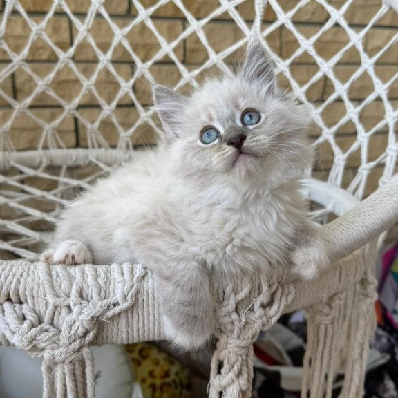 Siberian A Excellent