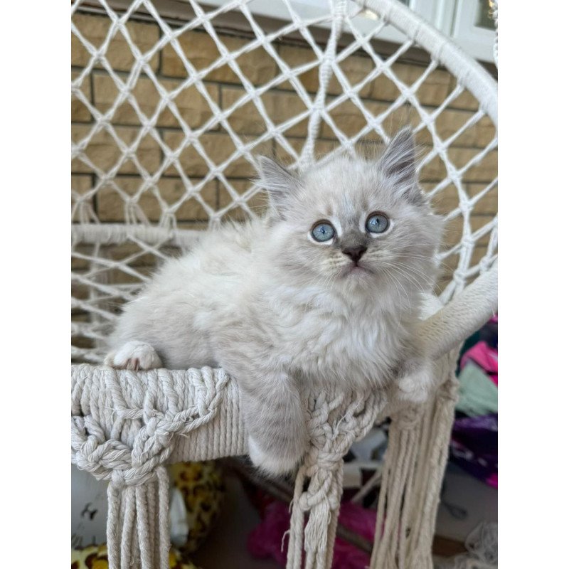 Siberian A Excellent