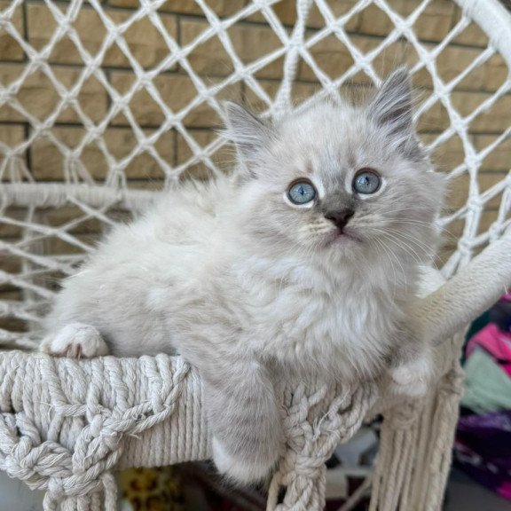 Siberian A Excellent