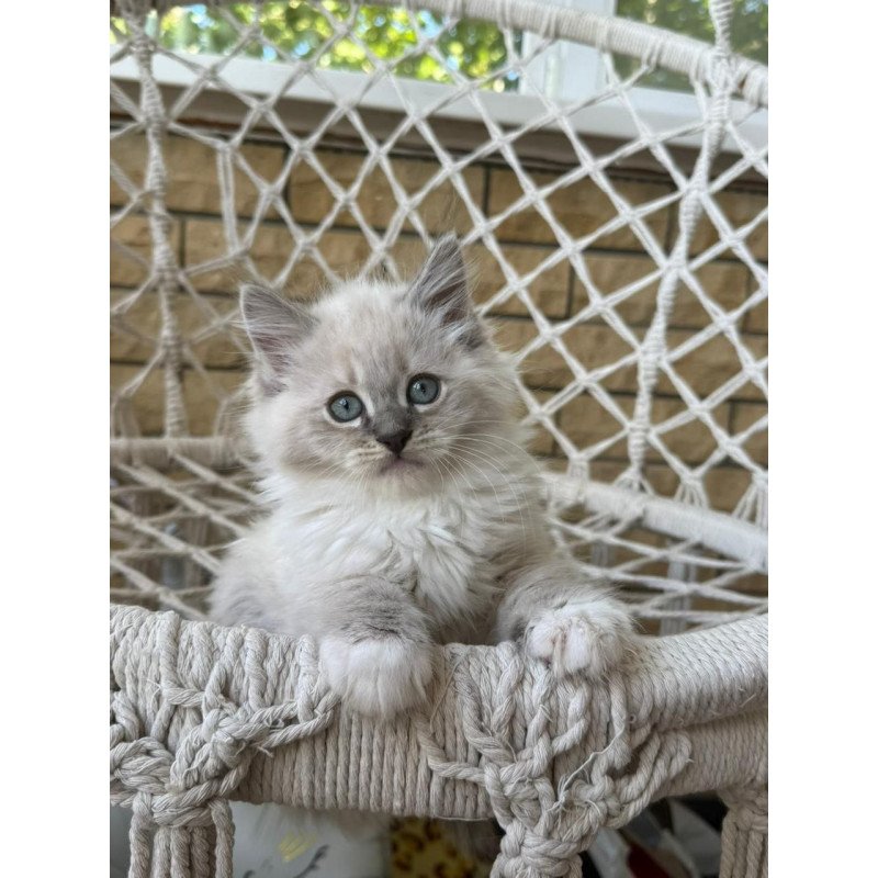 Siberian A Excellent