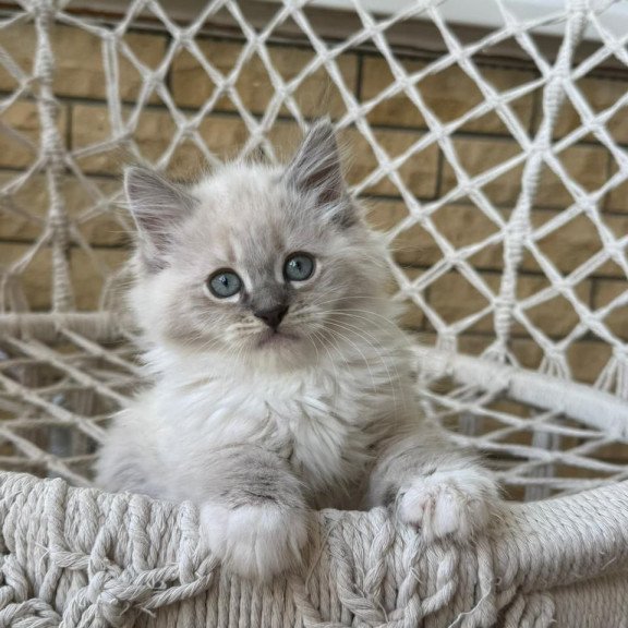 Siberian A Excellent