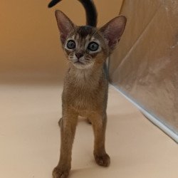 Abyssinian Laura