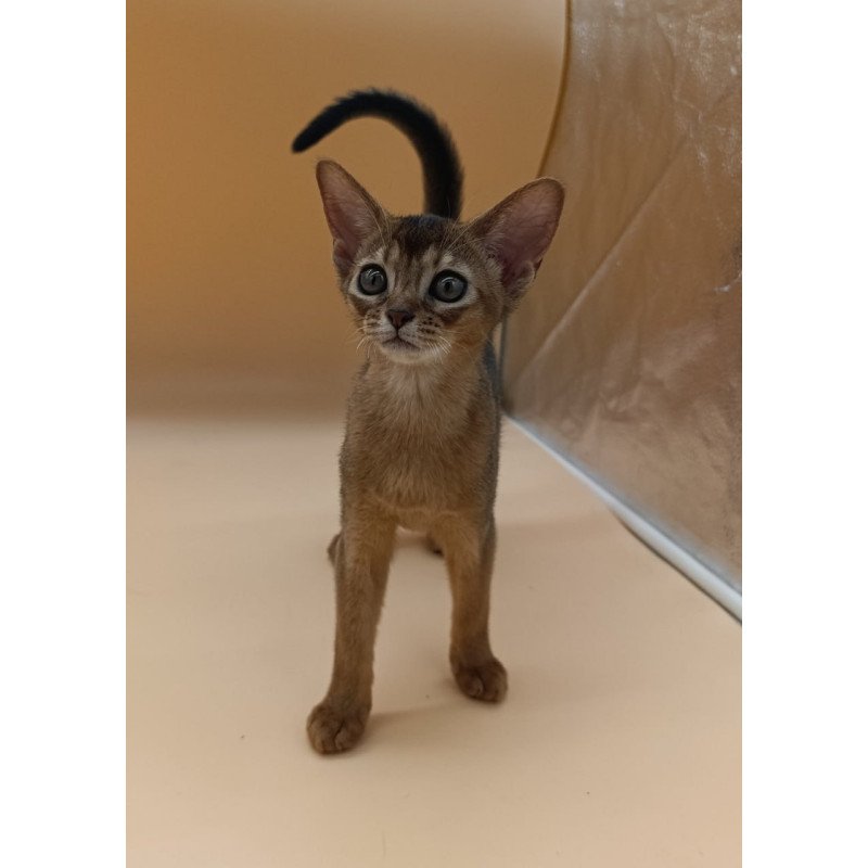 Abyssinian Laura