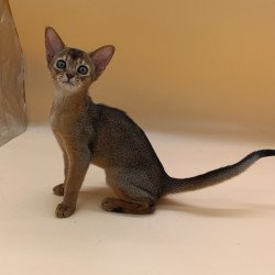 Abyssinian Laura