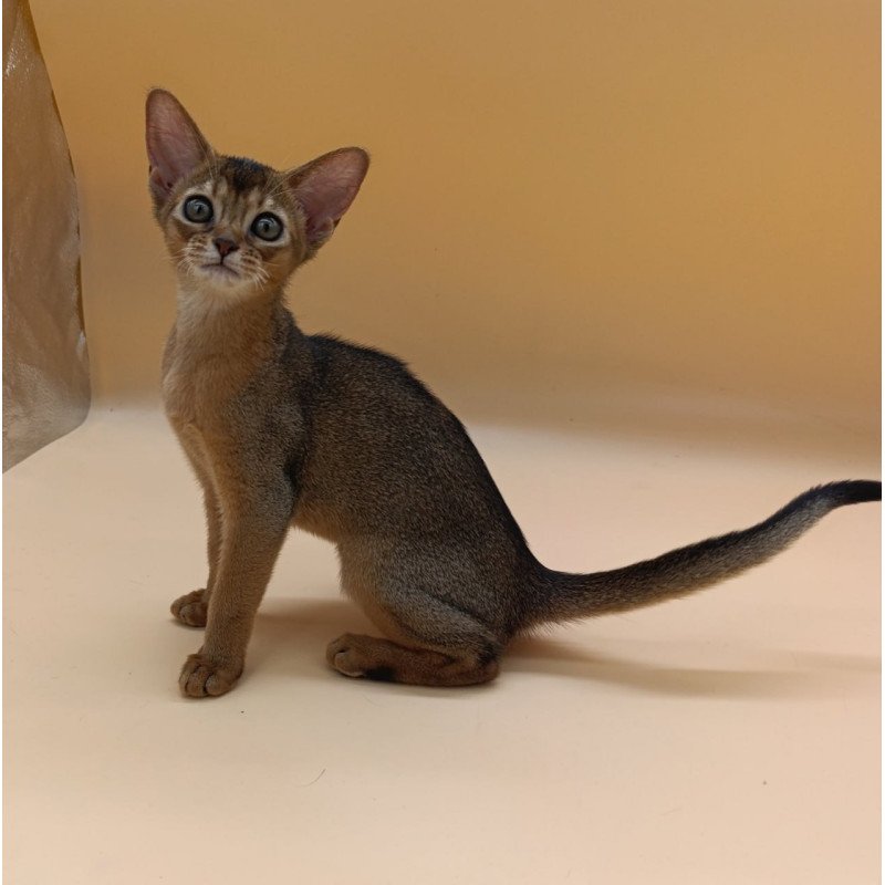 Abyssinian Laura