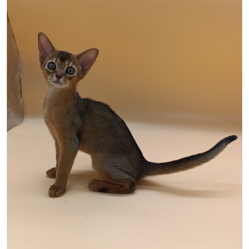 Abyssinian Laura