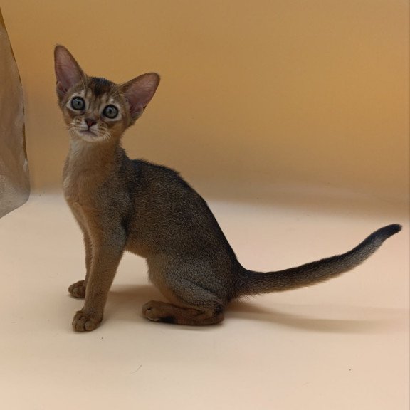 Abyssinian Laura