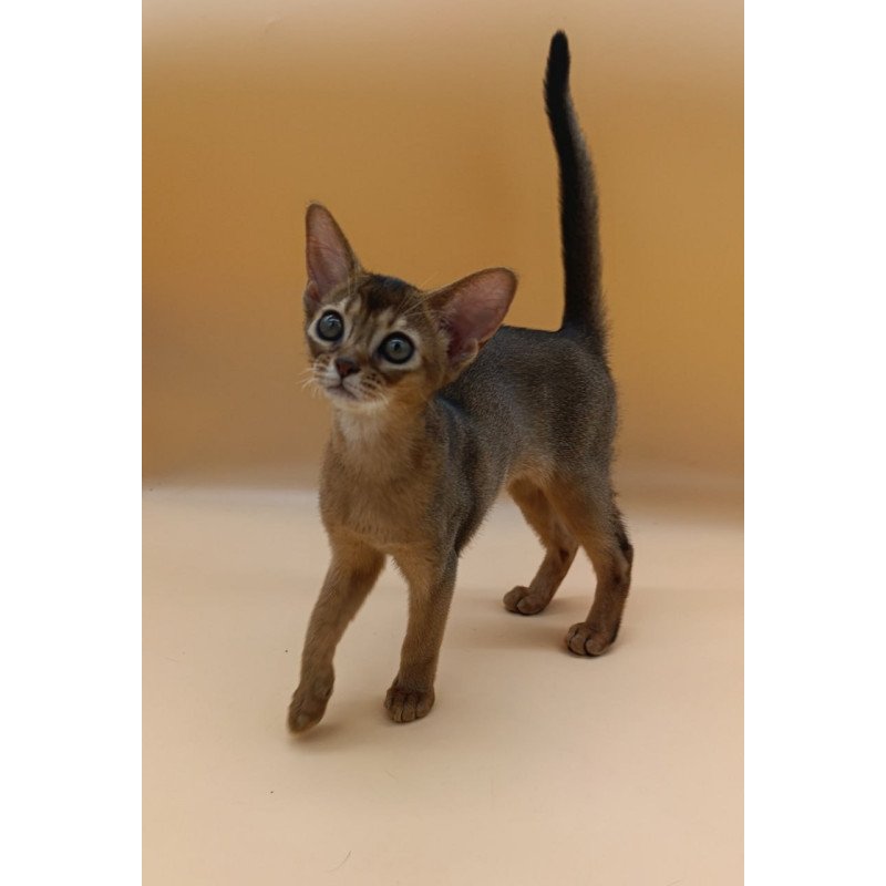 Abyssinian Laura