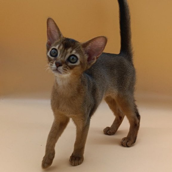 Abyssinian Laura