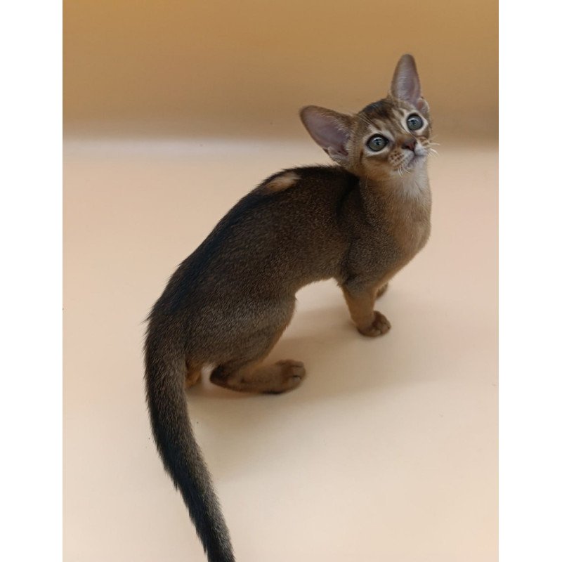 Abyssinian Laura