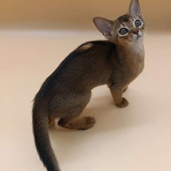 Abyssinian Laura