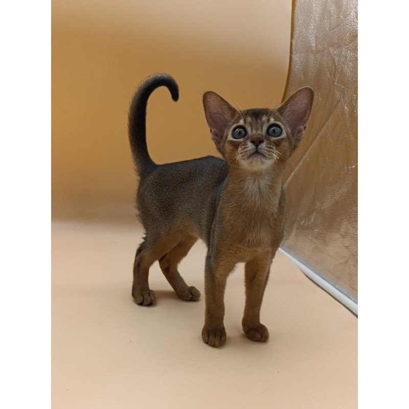 Abyssinian Laura