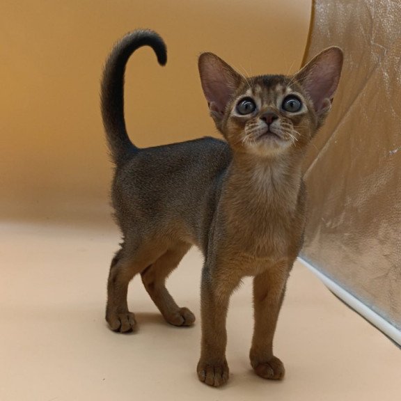 Abyssinian Laura