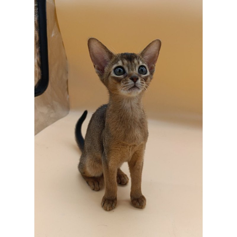 Abyssinian Laura
