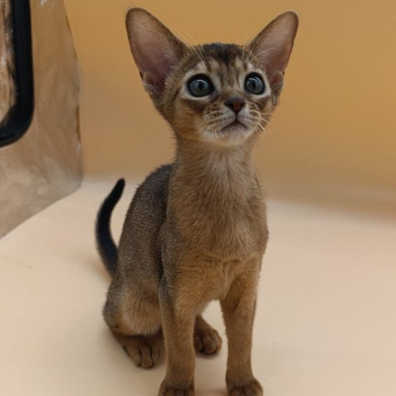 Abyssinian Laura