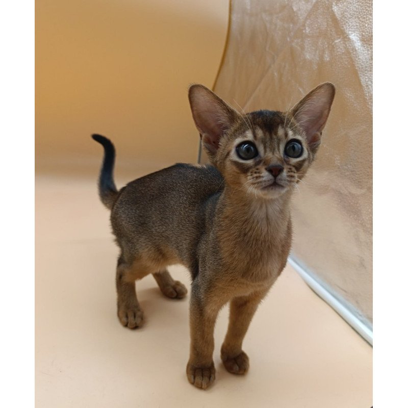 Abyssinian Laura