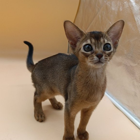 Abyssinian Laura