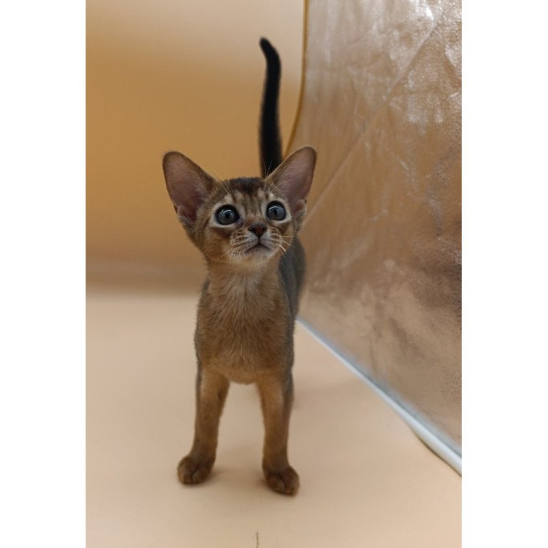 Abyssinian Laura