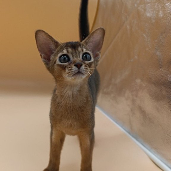 Abyssinian Laura