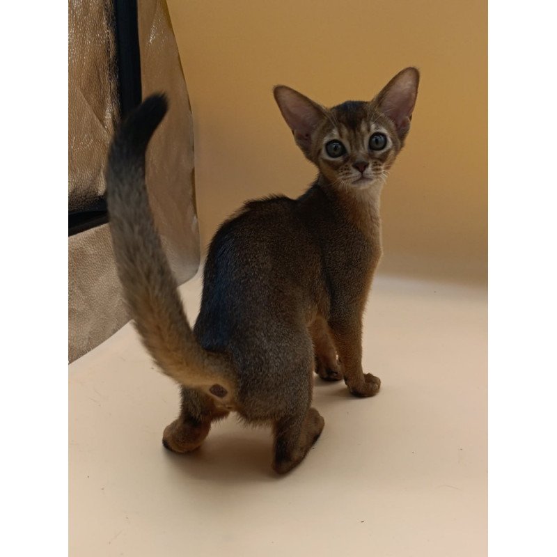 Abyssinian Laura