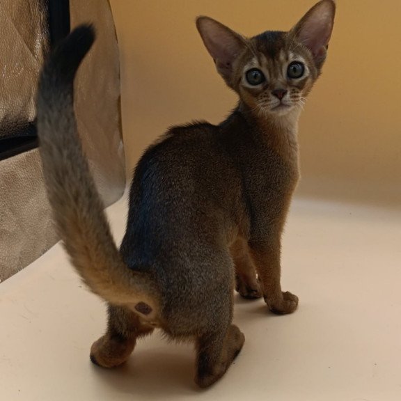 Abyssinian Laura