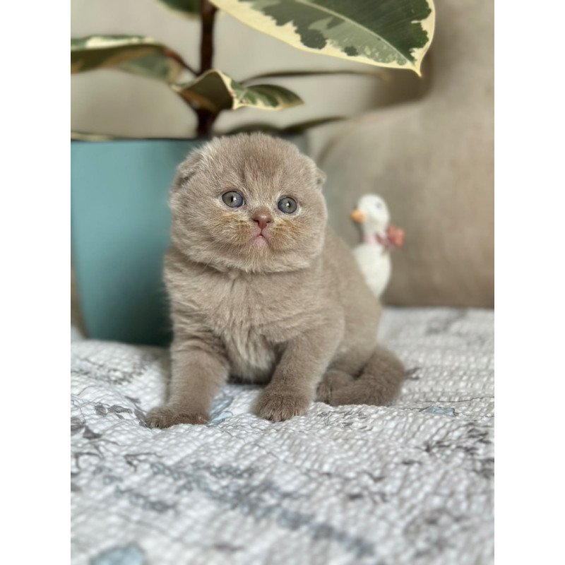 Scottish Nala