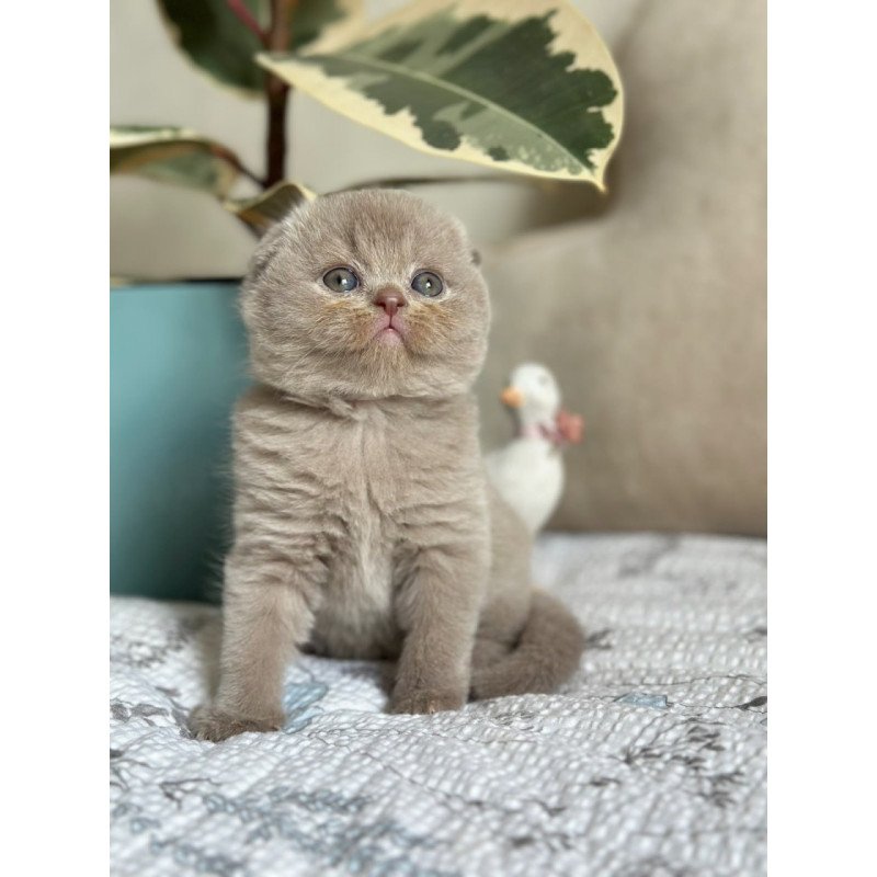 Scottish Nala