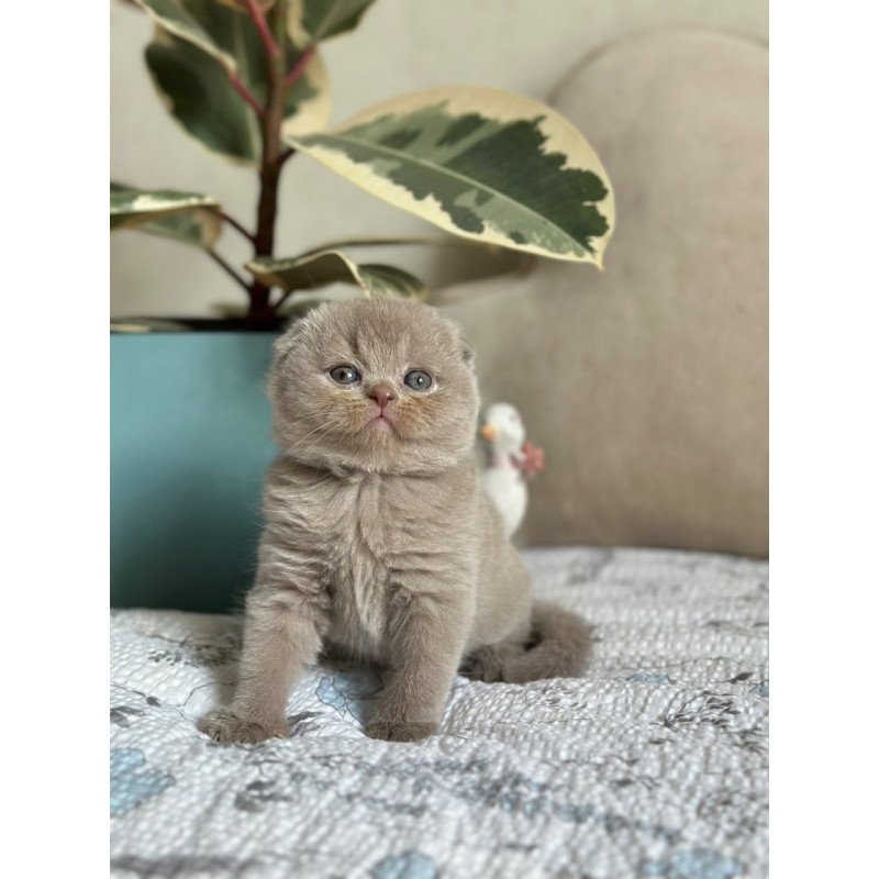 Scottish Nala