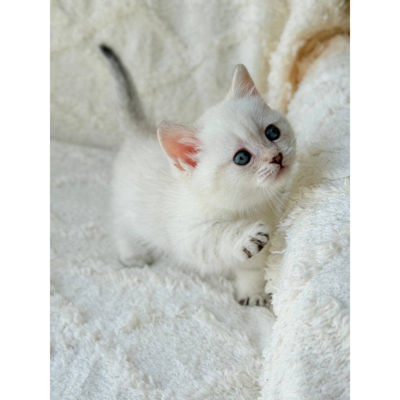 Munchkin Zoi