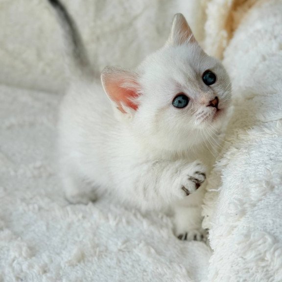 Munchkin Zoi