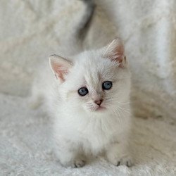 Munchkin Zoi