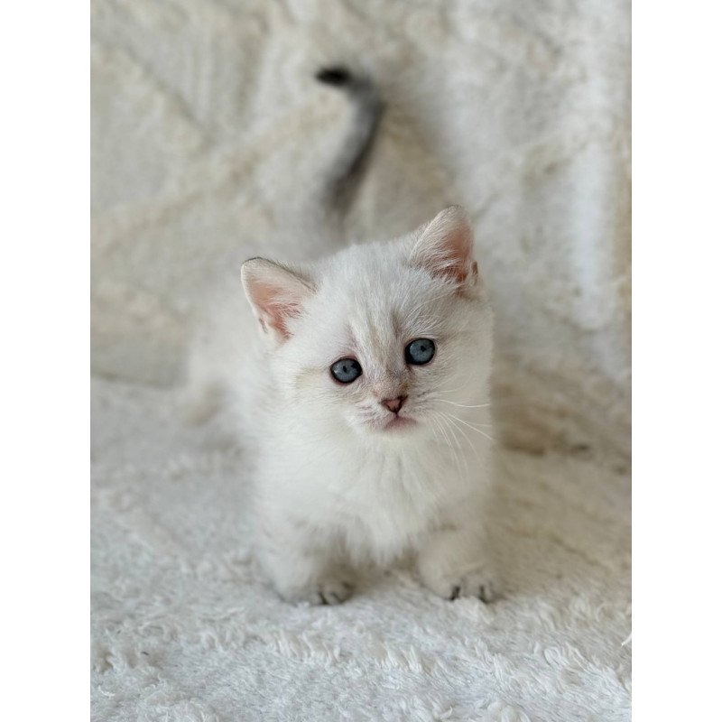 Munchkin Zoi