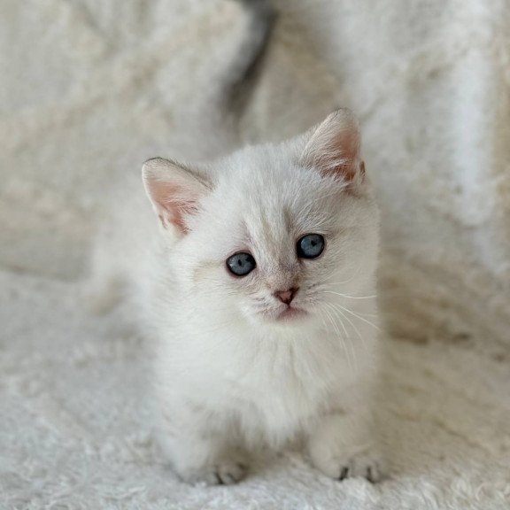 Munchkin Zoi