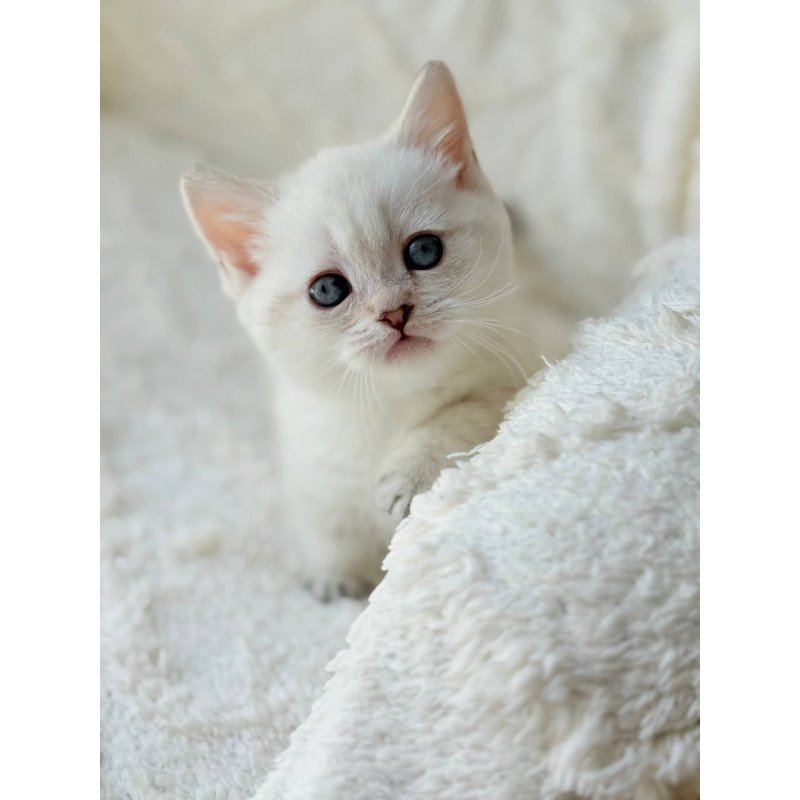 Munchkin Zoi