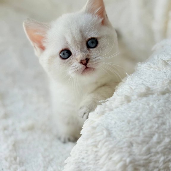 Munchkin Zoi