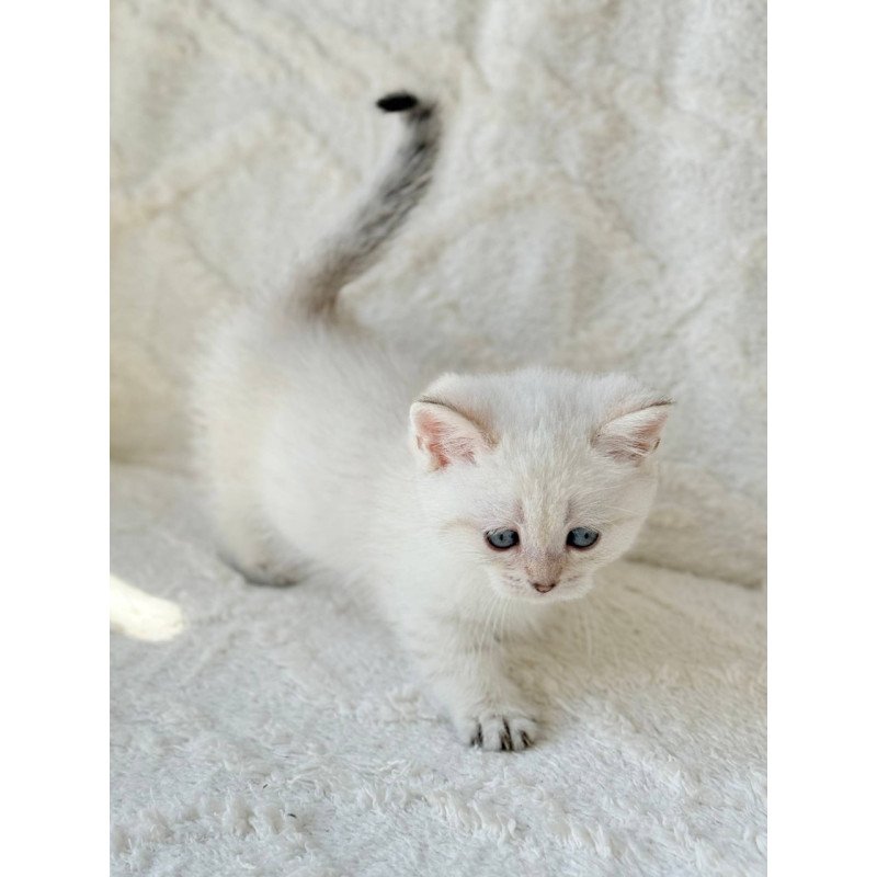 Munchkin Zoi