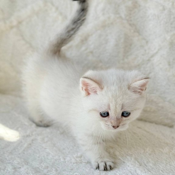 Munchkin Zoi