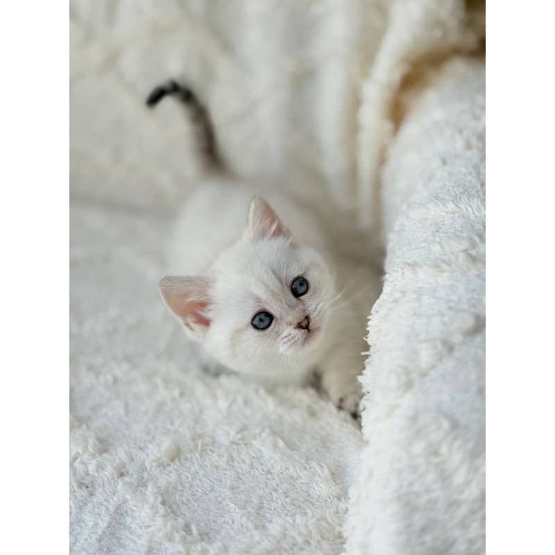 Munchkin Zoi