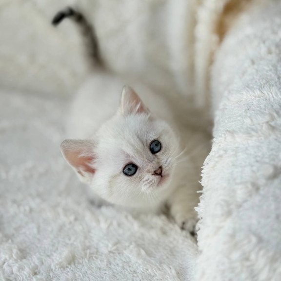 Munchkin Zoi