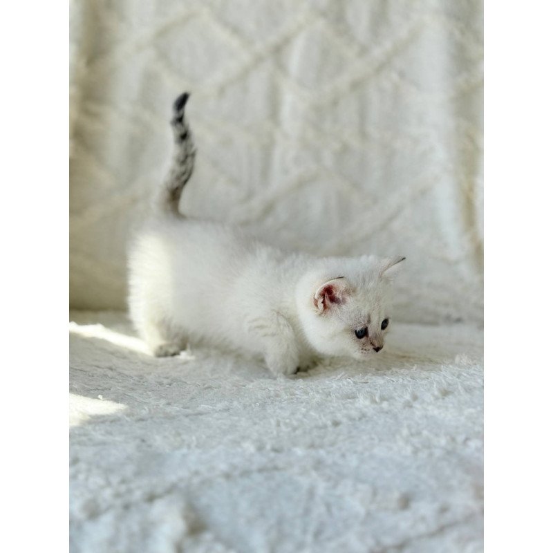 Munchkin Zoi
