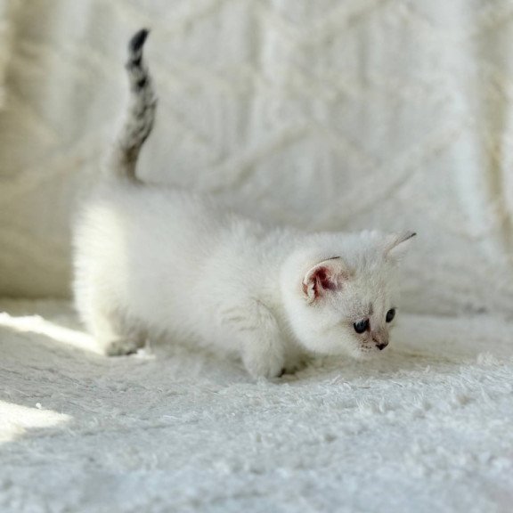 Munchkin Zoi