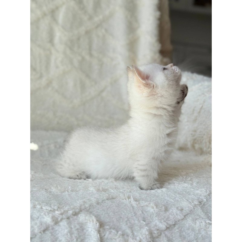 Munchkin Zoi