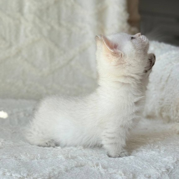 Munchkin Zoi